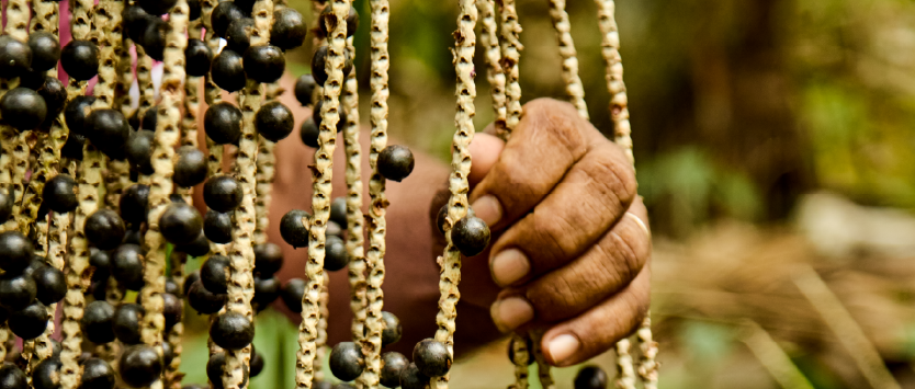 minibanner_Prancheta 4-05